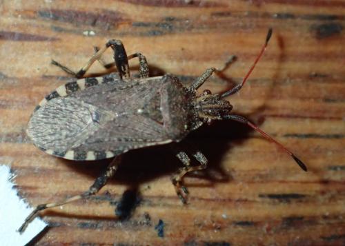 Réf. 204 774 : Ceraleptus gracilicornis
